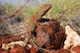 Dragon in the desert